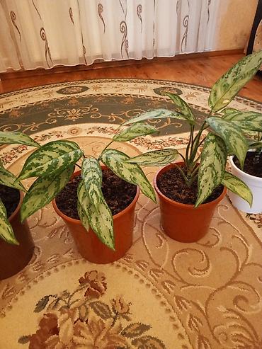 sitili: Aglaonema (Çin həmişəyaşılı) otaq bitkiləri - Növ: Aglaonema — 2