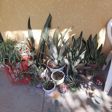 Садовые цветы и кустарники: Саженцы цветка: Пионы, Самовывоз at lalafo.kg — 22 Садовые цветы и кустарники: Саженцы цветка: Пионы, Самовывоз — 22