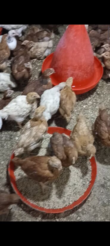 Cücələr: Toyuq cücələri, Damazlıq -da lalafo.az — 1 Cücələr: Toyuq cücələri, Damazlıq — 1