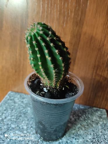 Другие комнатные растения: Хлорофитумы. распродажа Хлорофитум - можно по праву назвать — 21