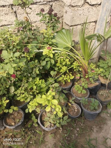 Ağaclar: Satılır: dekorativ bitkilər toplusu - Gül kolları (mini/çalı tipli) – — 31