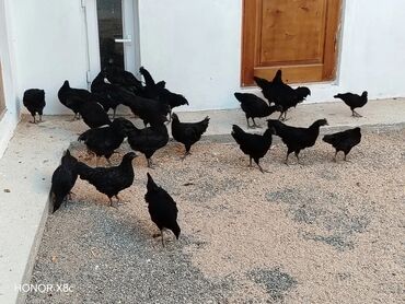 Gəmiricilər: Toyuq, Damazlıq