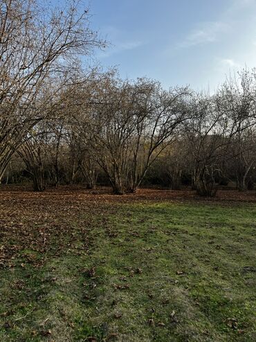 Torpaq sahələrinin satışı: Qəbələ rayonunun Soltannuxa kəndində magistral yolun düz kənarında — 6