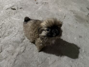 домик для собака: Пекинес порода
2 месячные
2 щенка самка и самец