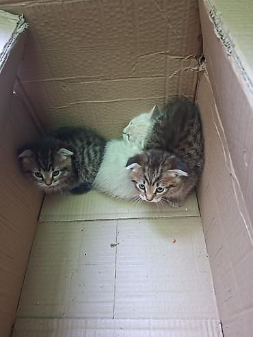 породистые кошки цена: Котята, помёт из трёх малышей: - Два тигровых окраса: коричневые с — 2