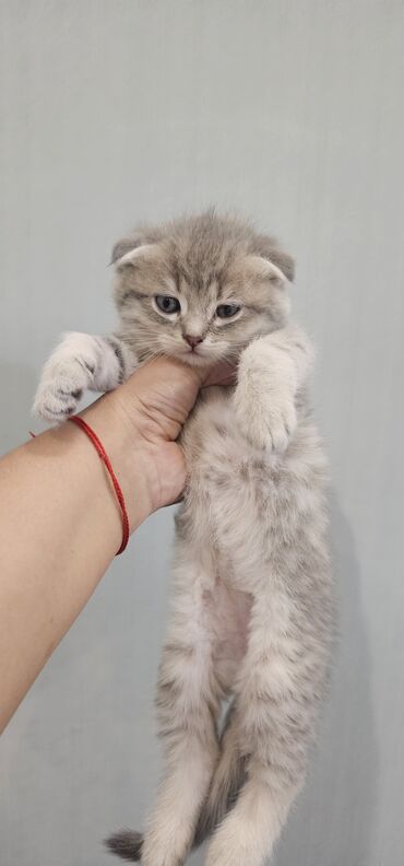 котенок в добрые руки: Шотладская вислоухая
