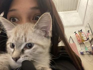 котенок шиншилла цена: 4 месяца, Девочка, Метис, Приучена к лотку — 4