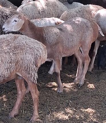 продам кента: Продаю | Овца (самка) | Для шерсти — 1