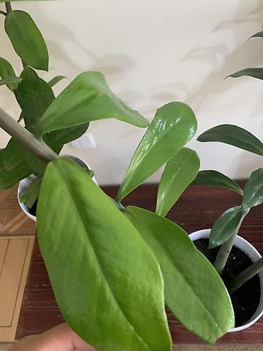 замиокулькас: Замиокулькас (ZZ plant) в декоративных горшках Все 4 оптом - 11000 В — 6
