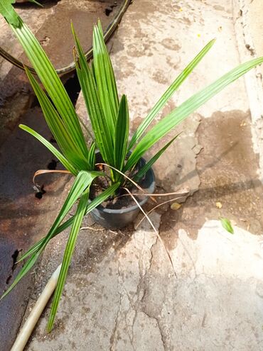 Ağaclar: Xurma ağacları hazır dipcəklərdə 10 manatdan 150 manata kimi ağaclar — 7