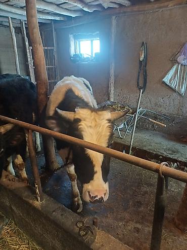 Коровы, быки: Продаю | Бык (самец) | На откорм | Привязанные at lalafo.kg — 5 Коровы, быки: Продаю | Бык (самец) | На откорм | Привязанные — 5