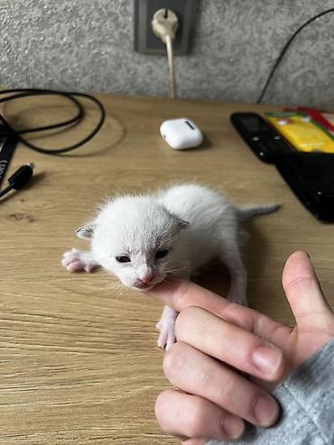 Pişiklər: Siam, Erkək — 10