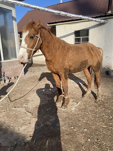 Лошади, кони: Продаю | Конь (самец) | Полукровка | Рабочий — 14