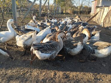sort qazlar: Məhsul: Qaz sürüsü Təsvir: - Şəkillərdə iri sayda qaz sürüsü