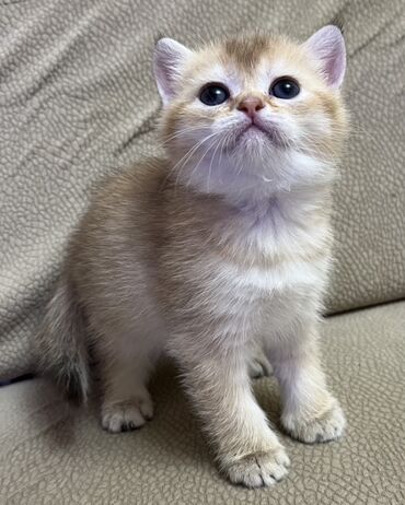 Pişiklər: Temiz qan shinshila balalari satilir. 15 .11.25 ilde dogulublar. yemek — 3