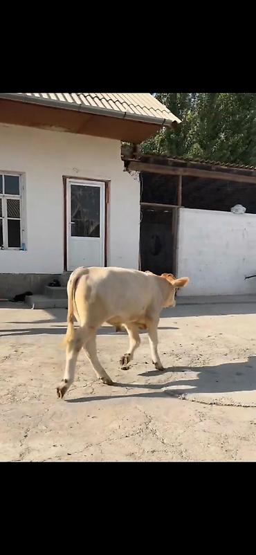bakida cins ineklerin satisi: Satılır: erkək dana (mal-qara) - Cins tipi: ətlik istiqamət (güclü — 6