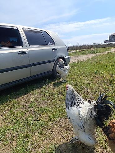 Digər quşlar: 3 dənə xoruzdu Heç 1 yaşları yoxdu 2 si təzə banlamağa başlayıb biri — 5