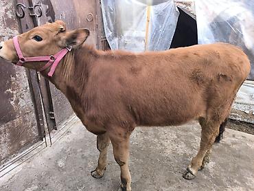 Коровы, быки: Продаю | Тёлка | Для разведения | Привязанные — 13