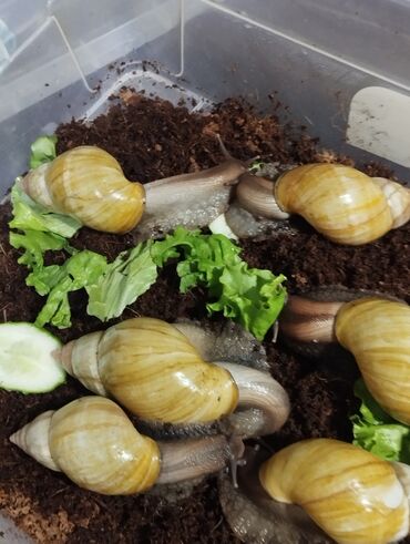 Другие животные: Продаю улиток Ахатинцев, . для использования косметических процедур — 8