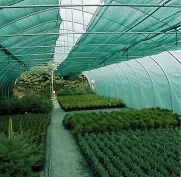 Other garden flower saplings & seedlings: Оптом и в розницу — 4