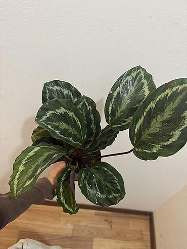 green leaf: Калатея Медальон (Calathea ‘Medallion’) — декоративно-лиственное — 4