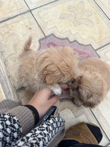 İtlər: Pekines, 2 ay — 7