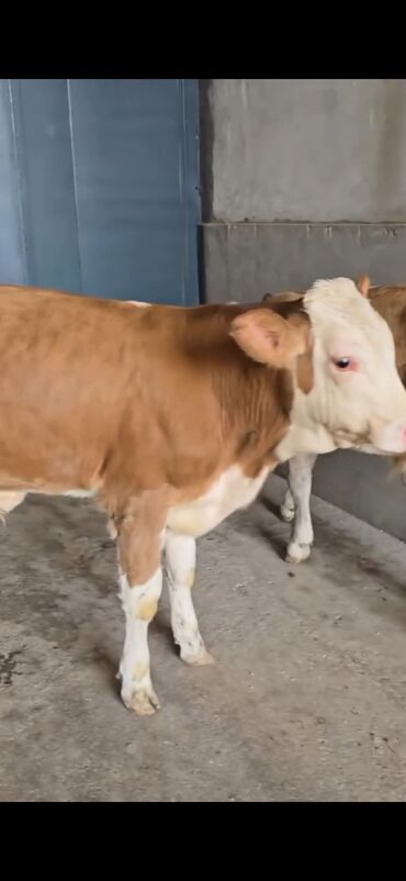 Dana, buzov: Məhsul: Simental cinsli buzovlar Təsvir: - Rəng: açıq-qəhvəyi/ağ — 3