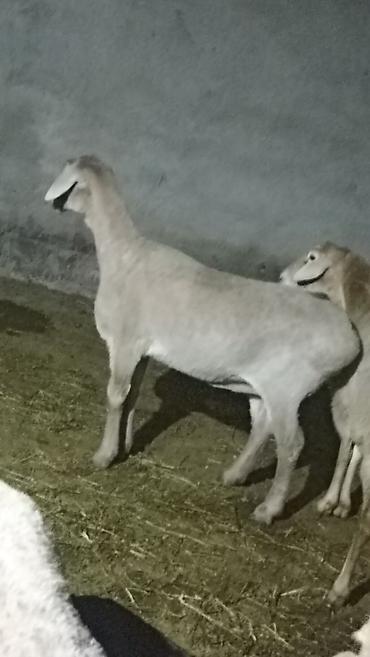 Баран, овца: Продаю | Баран (самец) | Полукровка | Для разведения — 4