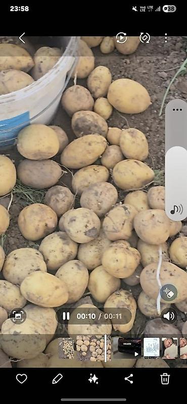 цена картофеля: Картошка Джелли, Оптом, В розницу — 2