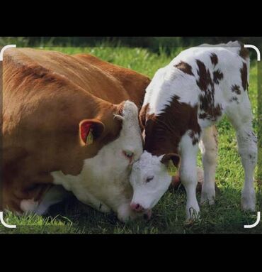 дома для кошек: Ассалам алейкум туугандар Мал бакканга чабан керек оз ишин так кылган