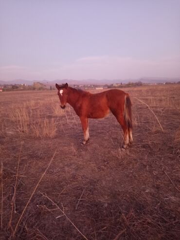 Atlar: Dişi, il: <1 -da lalafo.az — 1 Atlar: Dişi, il: <1 — 1