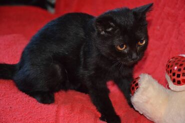 шотландская кошка: Для любителей чёрных кошечек- шотландская породистая девочка, очень