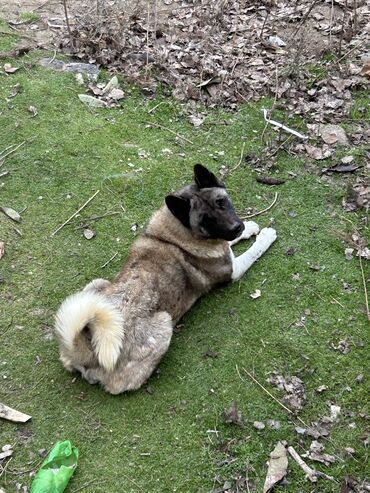 amerikan akita: Akita-inu, 1 il, Dişi