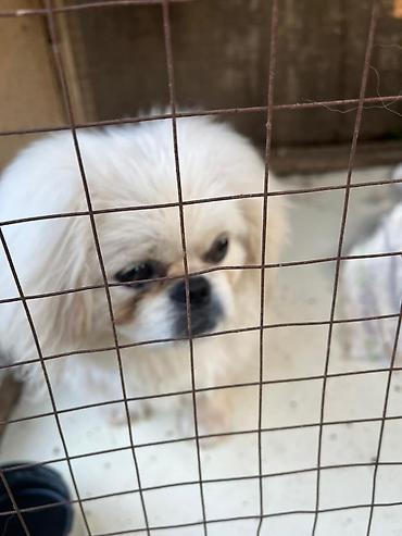 quru it yemi: Pekines, 1 il, Erkək, Sənədli, Rayonlara çatdırılma — 2