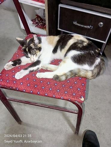 Pişiklər: Dişi, Yaxşı əllərə — 14