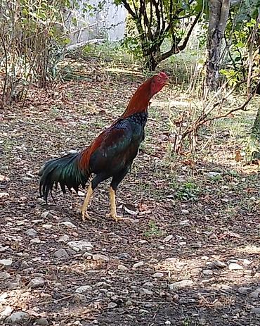yaponka toyuqlarin satisi: Məhsul: Xüsusi cins xoruz (uzunboyun, sərt gövdəli tipli Təsvir: - — 7