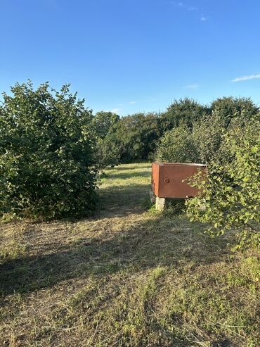 Kirayə torpaq sahələri: Kənd təsərrüfatı -da lalafo.az — 22 Kirayə torpaq sahələri: Kənd təsərrüfatı — 22