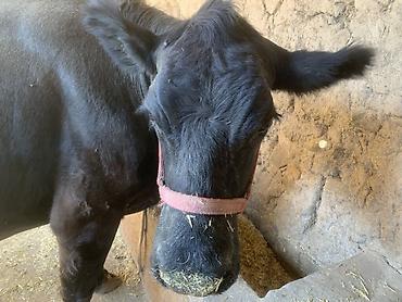 прост ат: Продаю | Корова (самка) | Для молока — 2