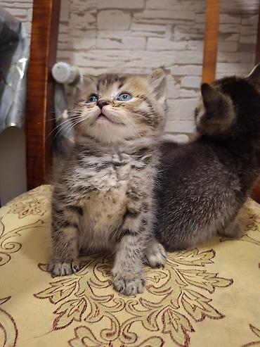 Pişiklər: Britan — 7