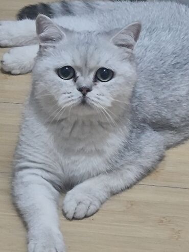 шотландская мраморная кошка: Скотиш Страйт (Шотландская прямоухая), 7 месяцев, Девочка, Серебристая шиншилла, С прививками, Приучена к лотку, Проглистована