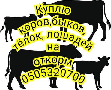 Куплю с/х животных: Куплю | Коровы, быки, Лошади, кони | Круглосуточно, На откорм, Откормленные