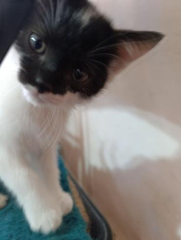 Отдам даром кошку: Отдам в добрые руки милых и ласковых котят!!! Котята, окрас — 2