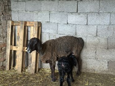 продаю ягненок: Продаю | Овца (самка), Ягненок | Матка, Ярка