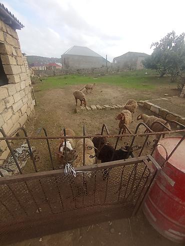 400 manata itlər: Əkəy dişi quzu lar kom qiyməti 1850 ye di hər şey yeyir lər pul lazım — 6
