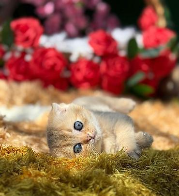 Pişiklər: Şotland — 7