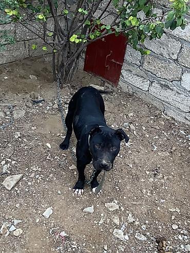 it tasma: Pitbul, 11 ay, Dişi, Peyvəndli — 3