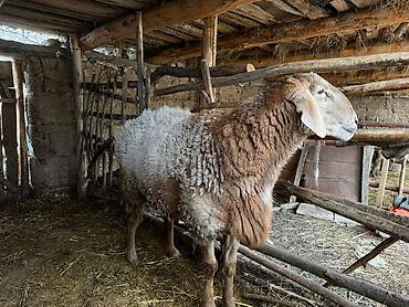 Баран, овца: Продаю | Овца (самка) | Для разведения | Племенные — 3