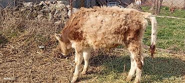 Коровы, быки: Продаю | Бык (самец) | Ангус — 8