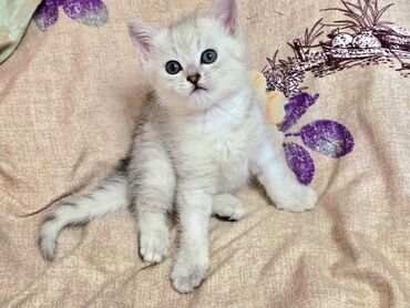 Кошки: Британская короткошёрстная, 2 месяца, Мальчик, Биколор, Приучена к лотку, Проглистована