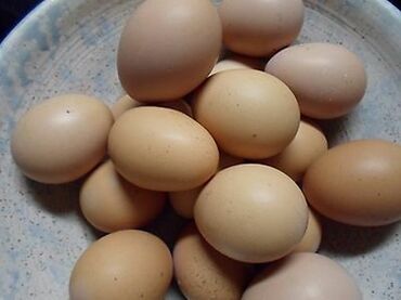 корм для птицы: Продаю яйца бурами